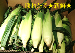 corn_mini.png